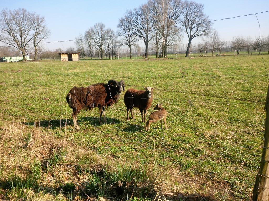 Ferienhof Idyll Am Kleinen Fliess Бург Екстериор снимка