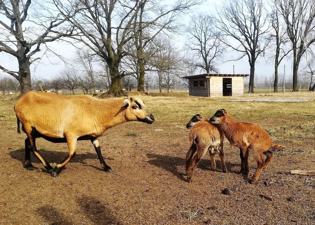 Ferienhof Idyll Am Kleinen Fliess Бург Екстериор снимка